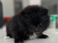 Kendi yetiştirdiğim köpeğimin pomeranian yavruları