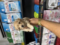 Maltipoo güzelliklerimiz yeni ailesini bekliyor