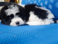 Maltipoo bebekler