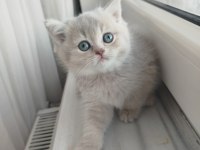 British Shorthair Lilac Golden Yavrular