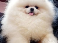 Erkek Dişi Pomeranian boo yavruları (Gerçek ayı surat)