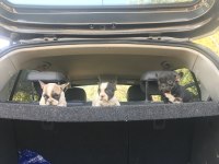 55 günlük french bulldog yavrularım Balıkesir altınoluk