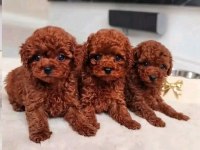 A Kalite Toy Poodle Bebek