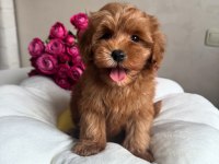 Maltipoo Red Yavrumuz