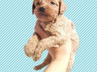 Maltipoo Brown Antalya