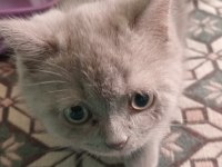 Yavru 2 aylık british shorthair