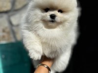 Yasal çiftlikte ziyarete açık pomeranian boo