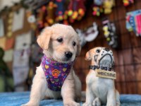 Her Ailenin Hayali Golden Retriever Bebekler