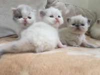 Exotic shorthair bebeklerimiz