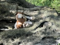 Anne altından cavalier king charles