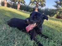 Oyuncu hareketli kalıcı yuvasını arıyoruz labrador