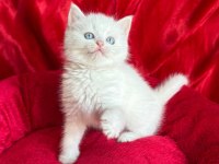 British Shorthair Scottish Fold dişi erkek yavrular