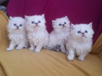 British longhair mavi gözlü
