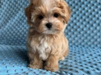 Korean maltipoo ırk garantili