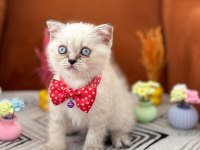 A kalite british shorthair yavrular