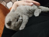 Dişi ve oyuncu ve insan canlısı scottish fold