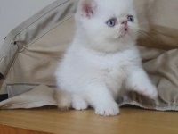 Exotic shorthair minnoşlar