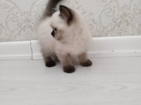 Brıtısh blue poınt 2 aylık yuva arıyoruz