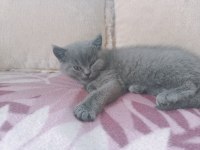3 aylık british shorthair kedim anne baba bana aittir
