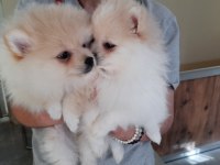Irk garantili pomeranian