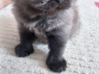 Duygularınızı değiştirecek chinchilla bebişlerim