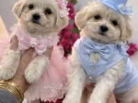 Maltipoo yavrum 55 günlük
