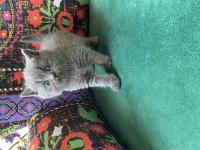 Gri ayı kafa yavru british shorthair