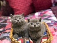 Güzeller Güzeli Brıtısh Shorthair Yavrularım