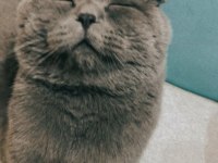 2 yaşında güzel ırk damızlık scottish fold