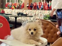 pomerian 4 aylık erkek ücretli sahiplendırme