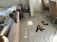 Erkek Scottish Fold