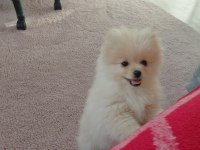 Pomeranian bebiş