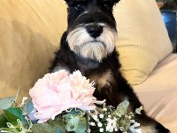 FCI Pedigreeli Miniature Schnauzer yavrusu