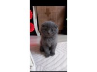 Koca kafa Scottish fold yavrularımız