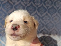 Border collie yavrular teslime hazır