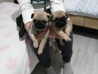 Muhteşem Pug Mops Bebeklerimiz
