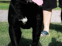 A şecereli şampiyon kan hattı cane corso