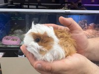 Guinea Piglerimiz De Şehirler Arası Gönderim