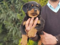 Koca kafa rottweiler yavrularımız