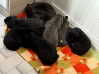 Dev anne baba dan dev cane corso yavrular
