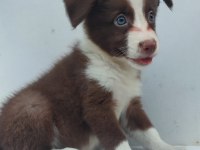 Kahverengi beyaz border collie yavru