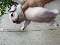 45 günlük Fransız dişi merle bulldog