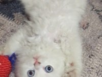 Persian 2 aylık yavru