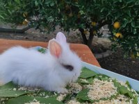 Hollanda Teddy Lop Tavşanı Yavrular