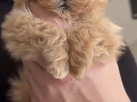 Maltipoo Safkan Köpeğimiz