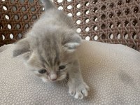 TOP KAFA HARİKA YAVRU KEDİLER
