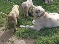 IRK VE SAĞLIK GARANTİ KANGAL YAVRULARIMIZ