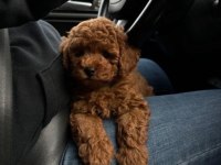 Toy Poodle Yavrusu Köpeğimiz