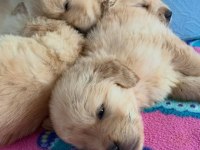 Golden retriever dişi erkek mevcut