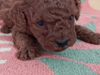 Toy poodle bebeklerimiz